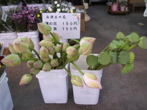 蓮、あります。｜「双葉園」　（山口県岩国市の花キューピット加盟店 花屋）のブログ